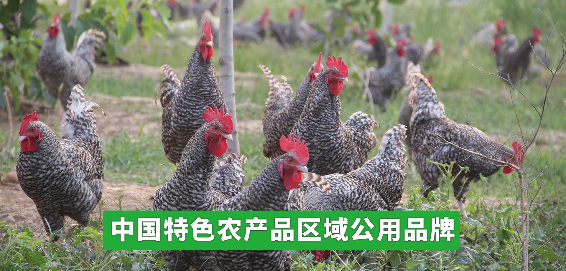 聚丙烯塑料防腐蝕振動篩生產(chǎn)廠家